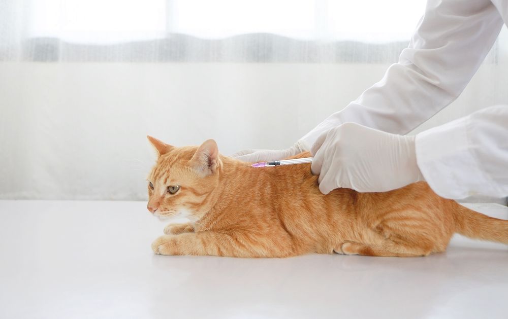 Pet Vaccinations: The Vaccine Schedule and Why it's Important, The Woodlands, TX
