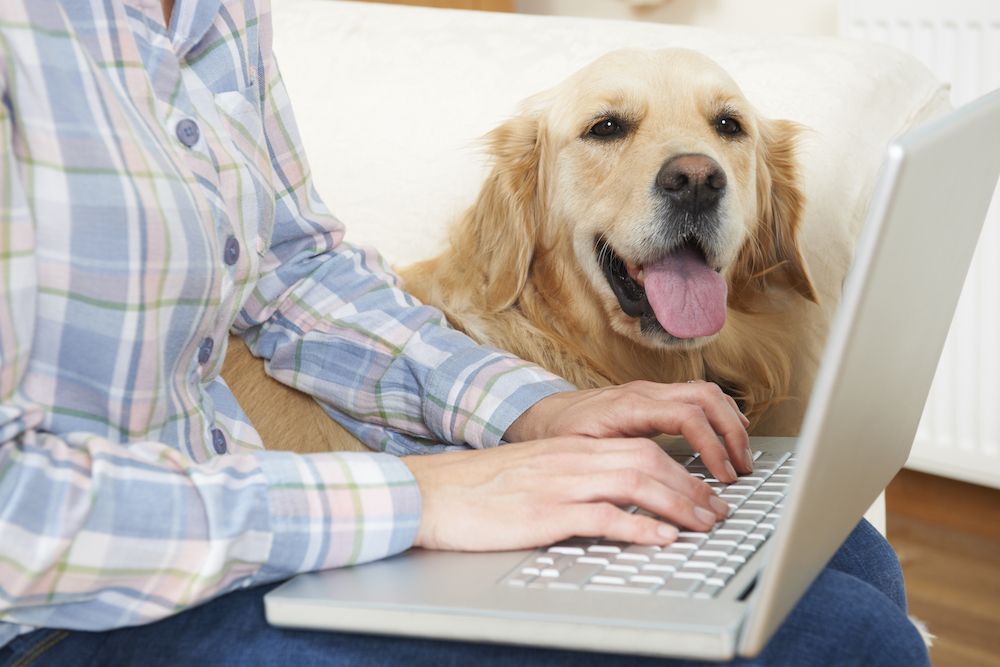 Pet Insurance: Is It Worth It? A Comprehensive Guide