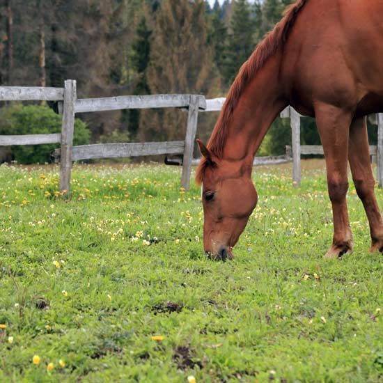Equestrian and Country Living