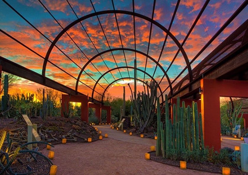 Desert Botanical Garden In Phoenix Az Scottsdale Plastic Surgeon