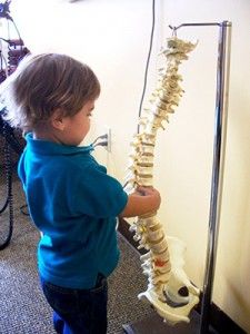 child examining a spine 