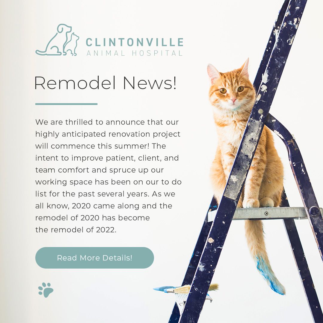 Clintonville Animal Hospital | Veterinarian In Columbus, OH Clintonville Animal Hospital | Veterinarian In Columbus, OH