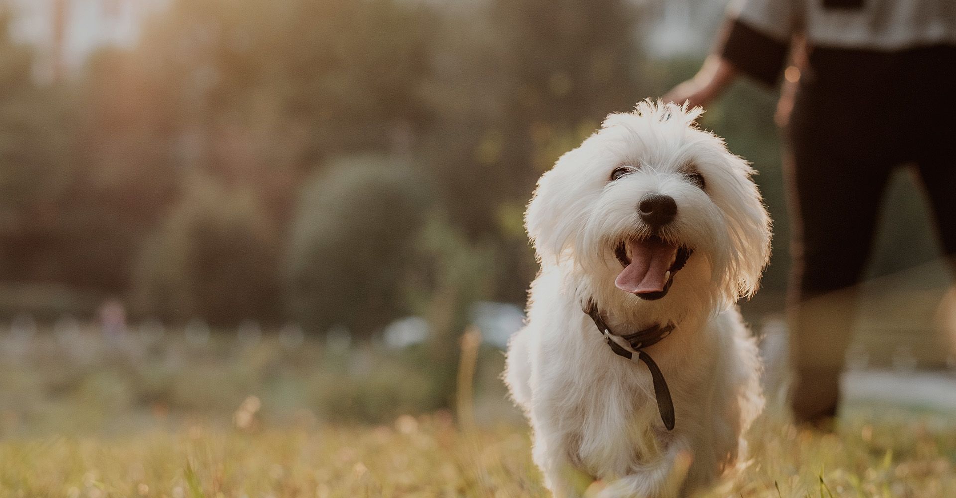 Vets in Olathe, KS Advanced Veterinary Care of Olathe