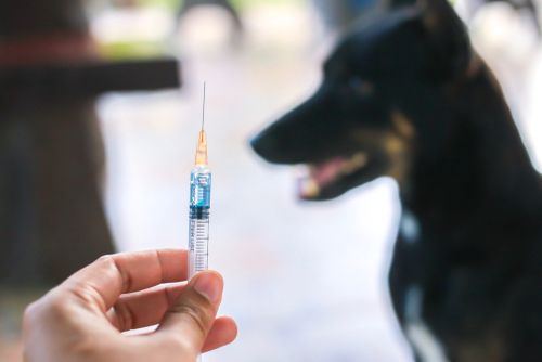 rabies vaccine