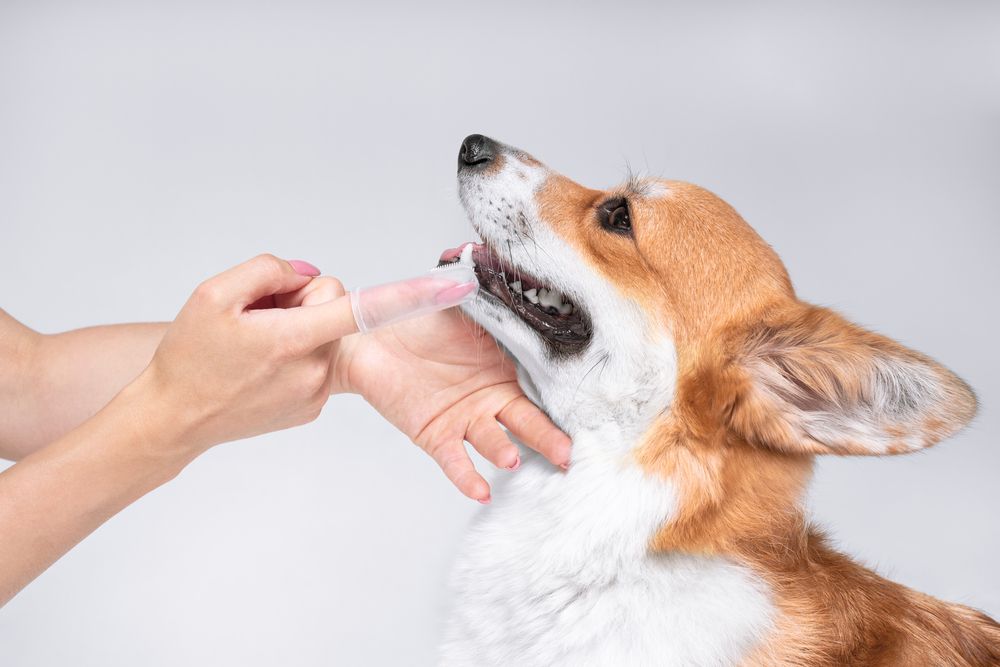 What is the Most Common Oral Tumor in Dogs?