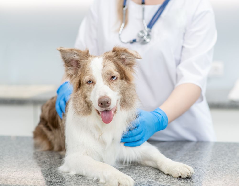 How to Properly Prepare Your Pet for Surgery