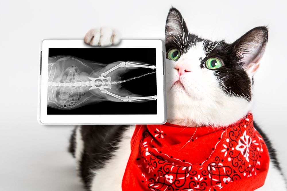 When Does Your Pet Need Orthopedic Surgery? Signs and Symptoms to Watch For