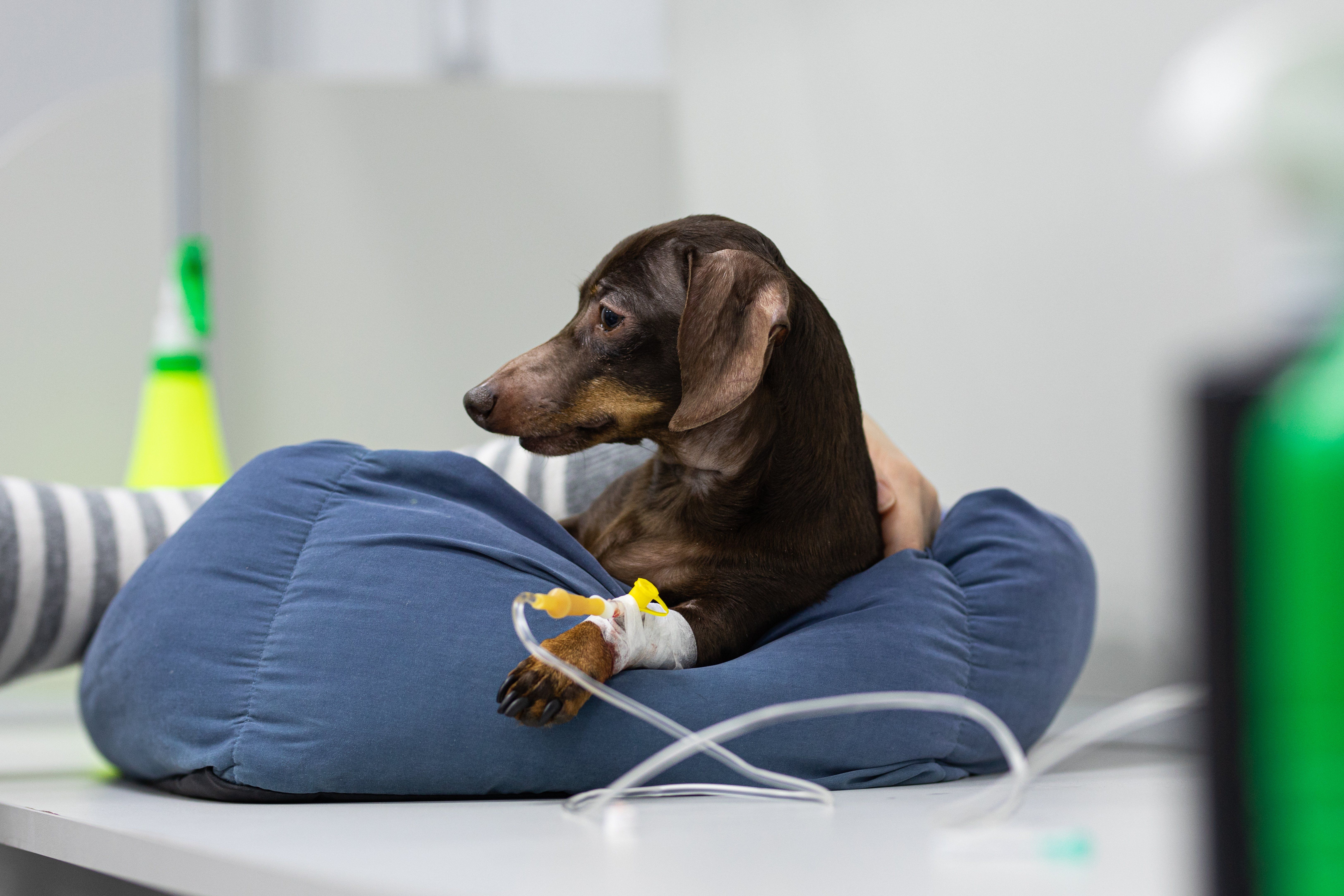 Pet Conditions Commonly Treated with Laparoscopic Surgery