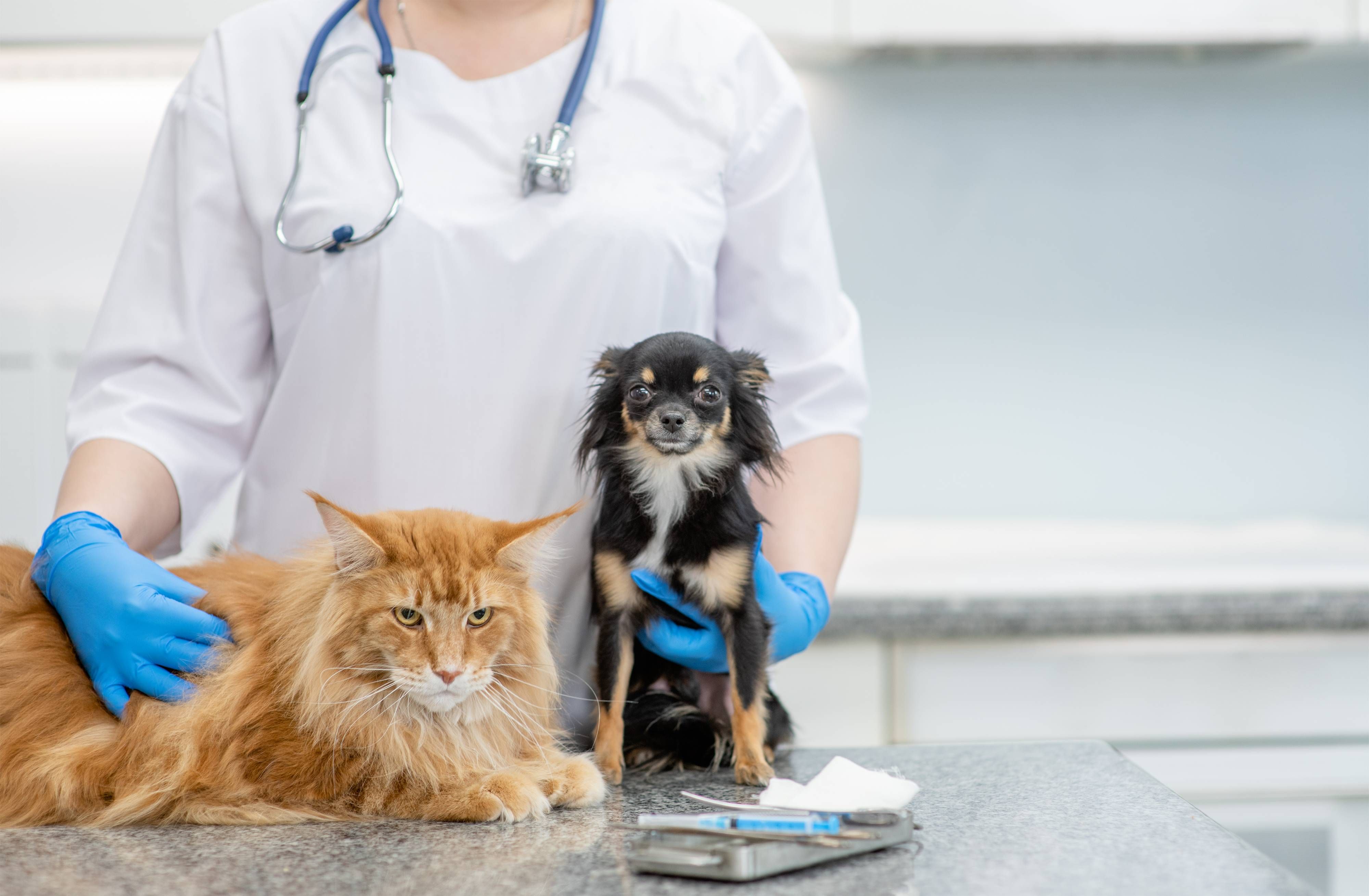 Surgery for Oral Tumors in Pets | Pet tumors 
