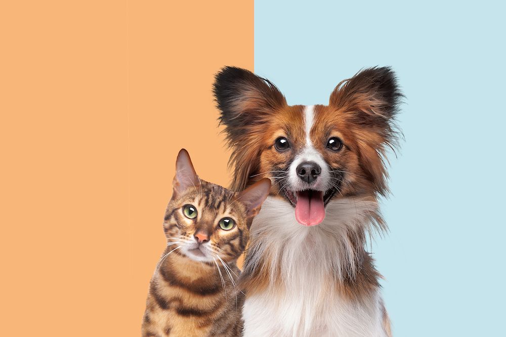 Minimally Invasive Surgery: What It Is & When It’s Right for Your Pet