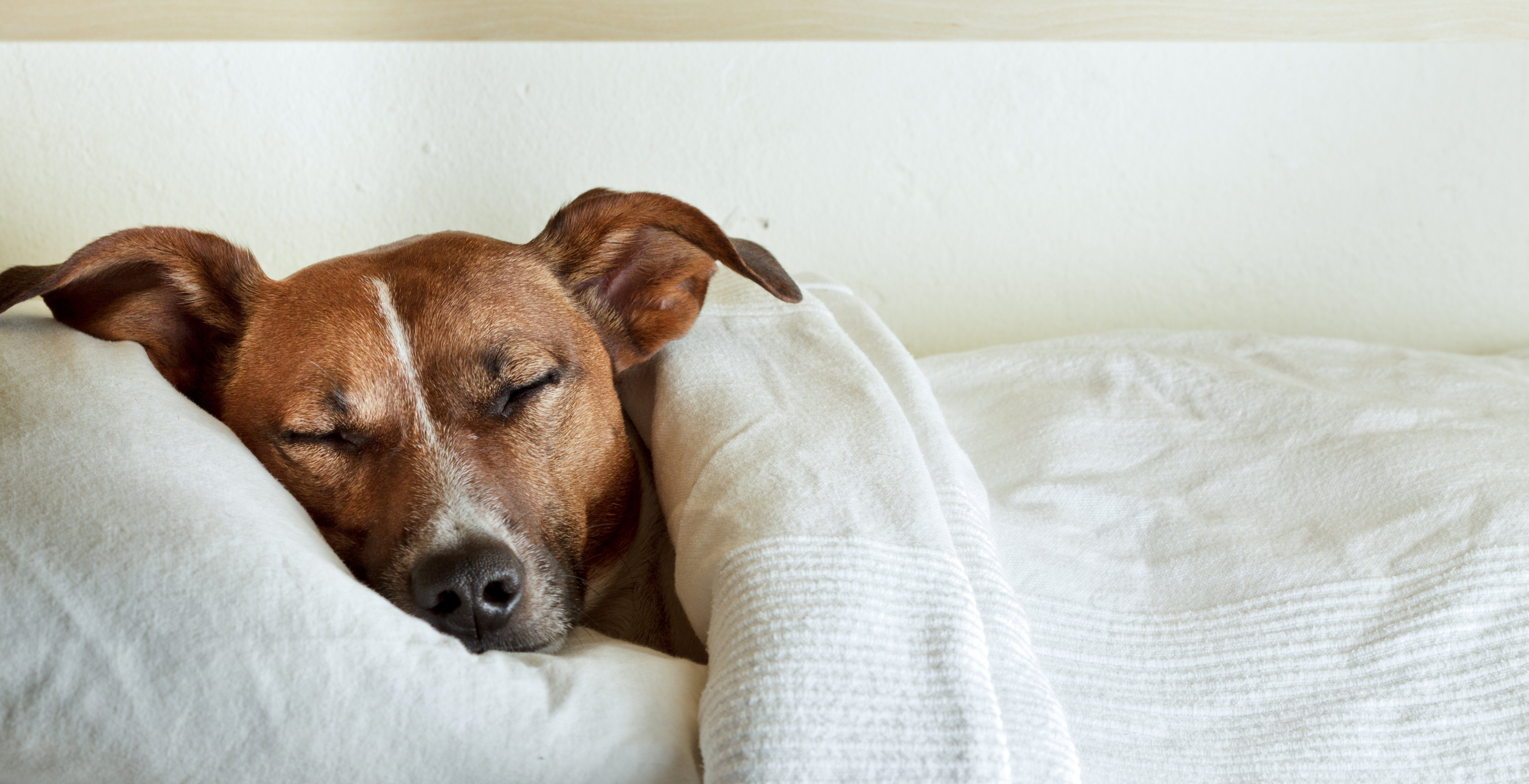 How to Care for Your Dog After Orthopedic Surgery