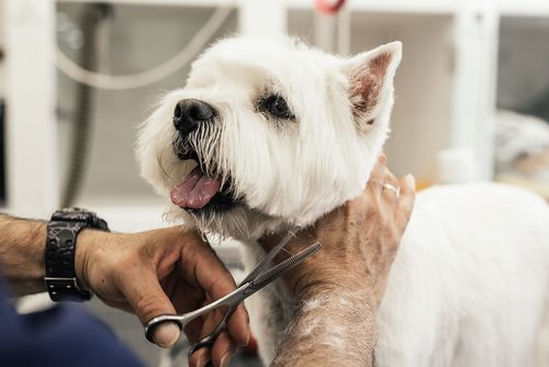 The Importance Of Pet Grooming Crossroads Animal Clinic