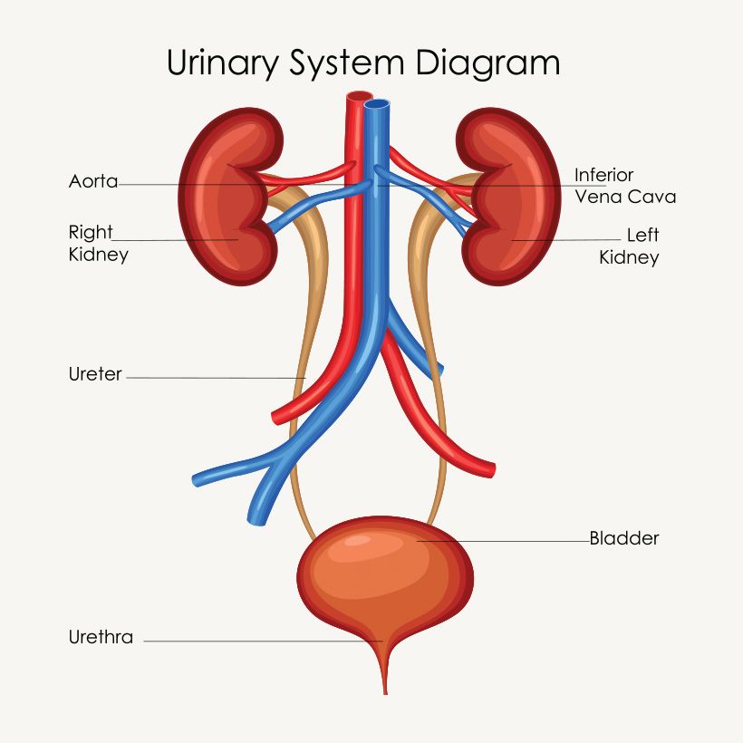 urinary tract