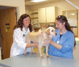Pet Wellness Month - Save on Early Detection Tests
