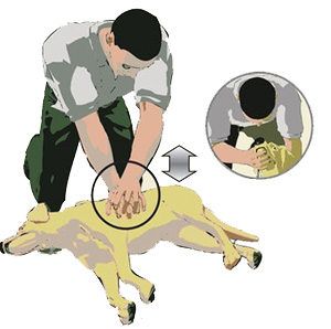 Save the life of your pet with CPR | Printable Pet CPR Guide