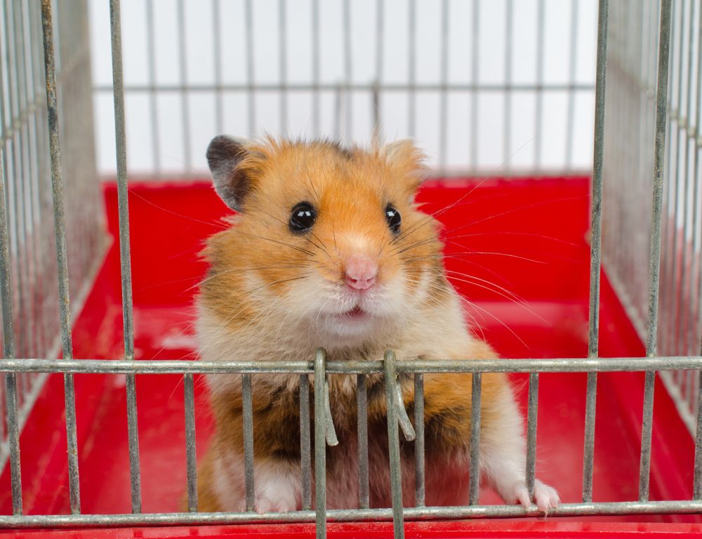 Exotic Animal Care in Gastonia, NC | Exotic Veterinarian