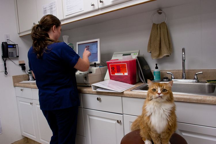 Animal Care of Ponte Vedra Virtual Tour Ponte Vedra