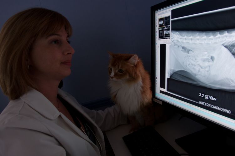 Animal Care of Ponte Vedra Virtual Tour Ponte Vedra