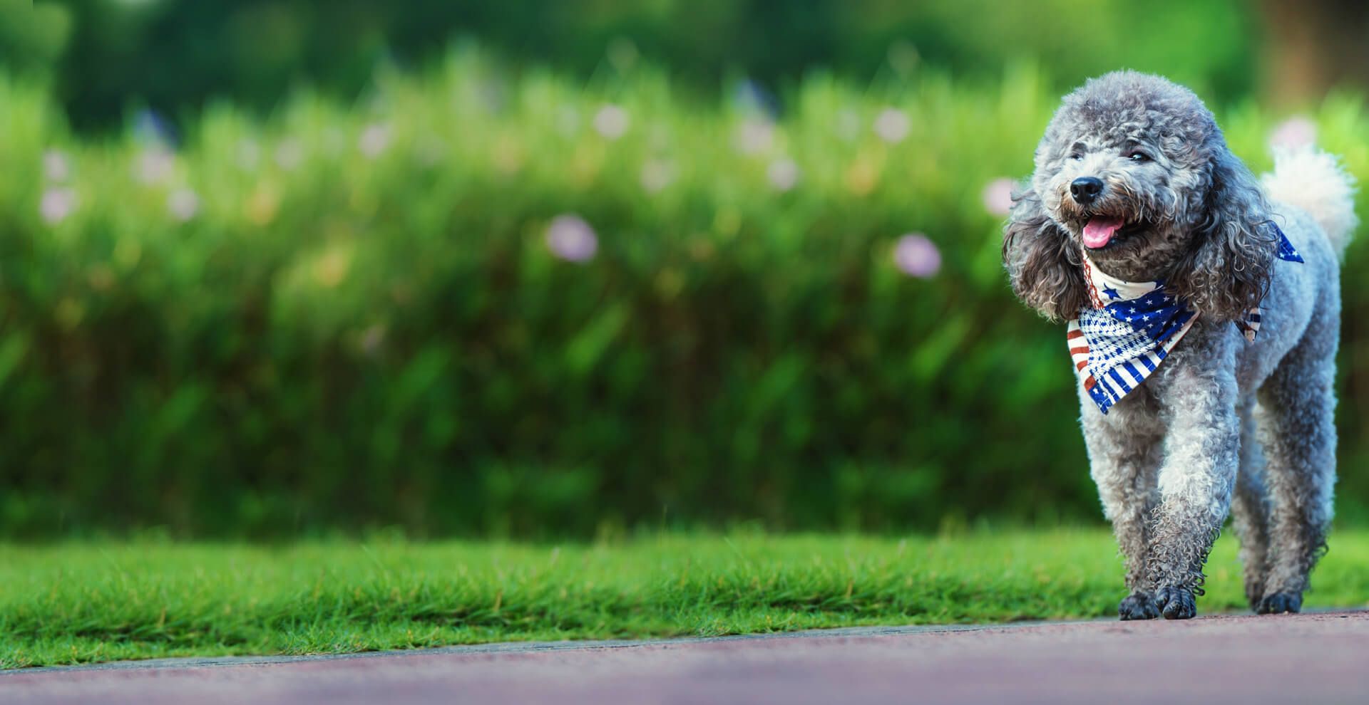 Veterinarian in Ponte Vedra Beach FL Animal Care of