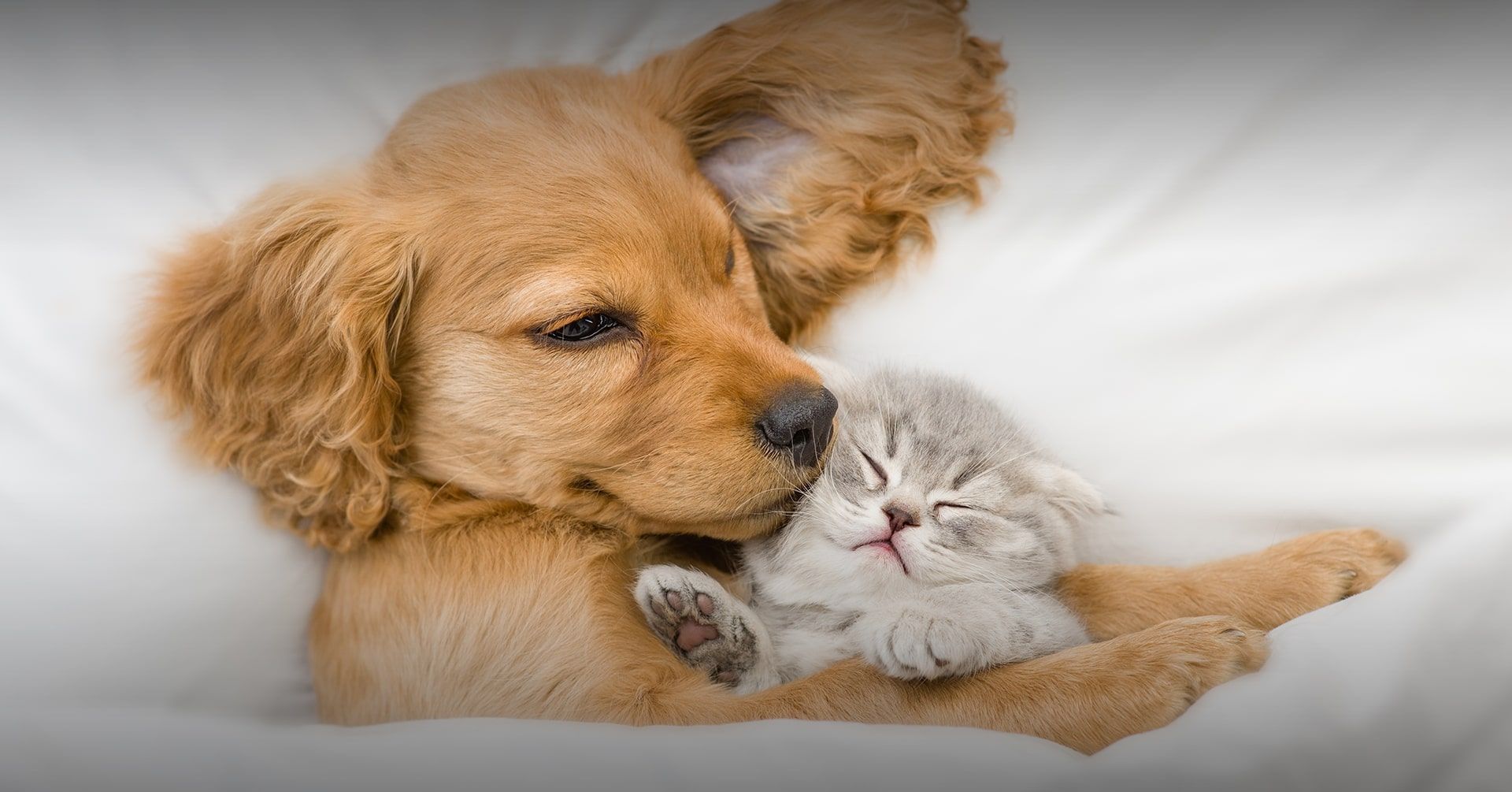 Dog and cat