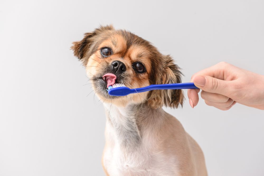 Is it too Late to Start Brushing Dogs Teeth?