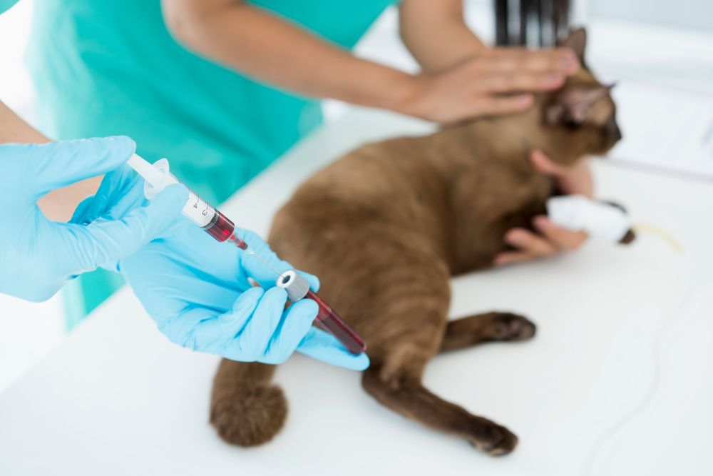 Screening for Common Health Conditions in Rescued Pets
