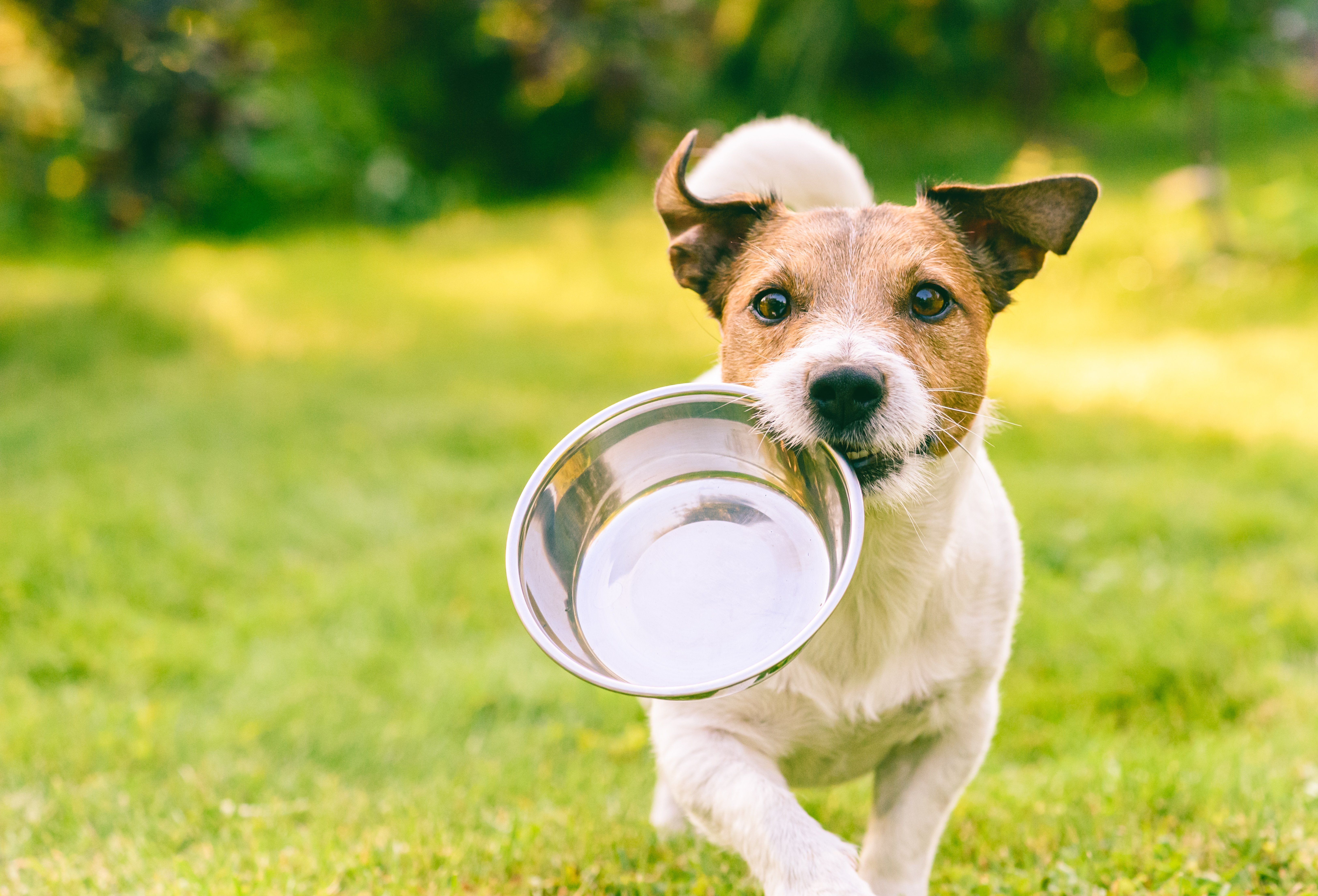 How Do You Check a Dog for Dehydration?
