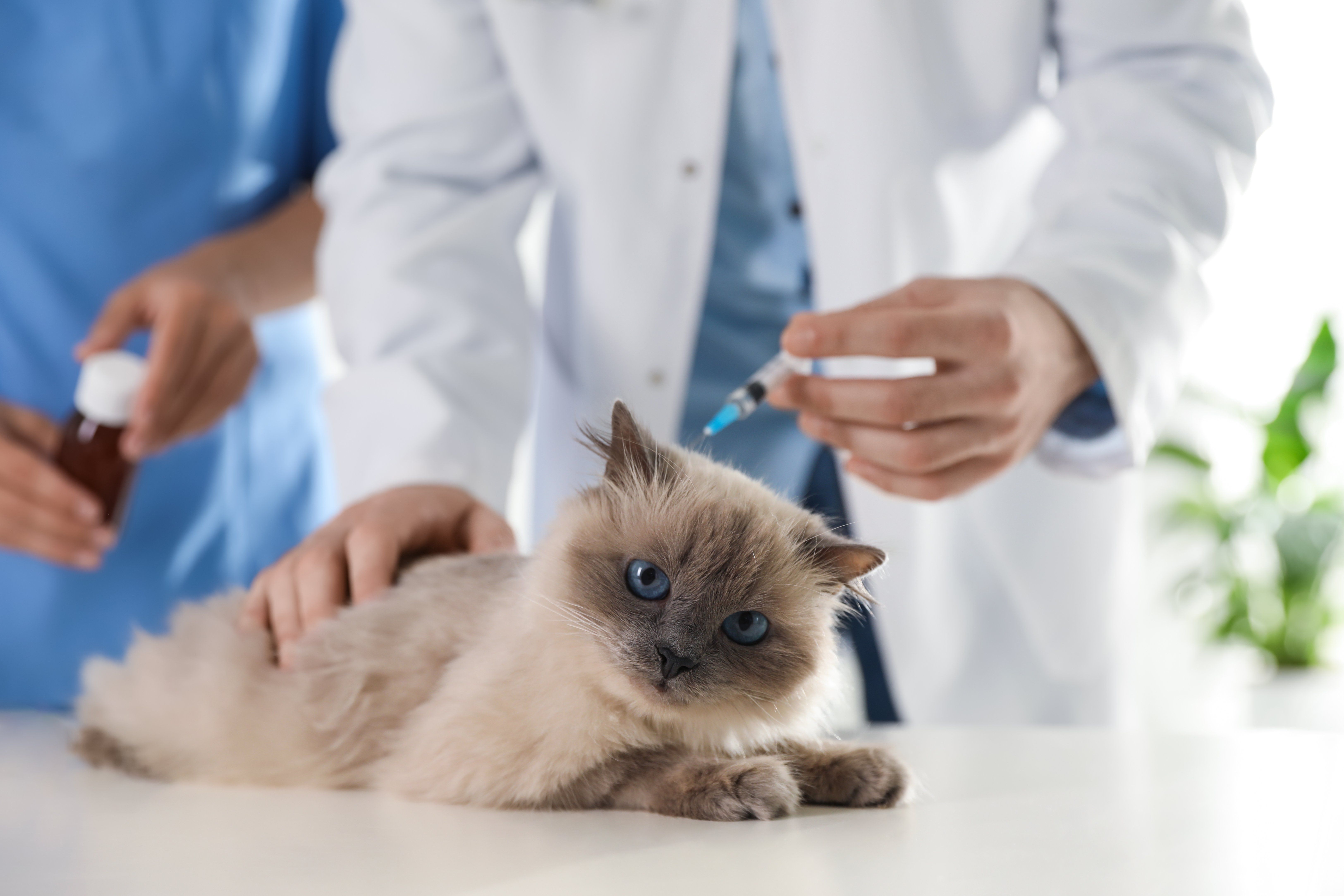 5 Reasons to Vaccinate Your Pet and Stay Up to Date with Boosters