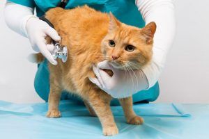 Pet Spay and Neuter