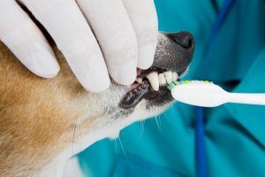 pet dental care