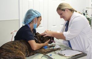 Pet surgery