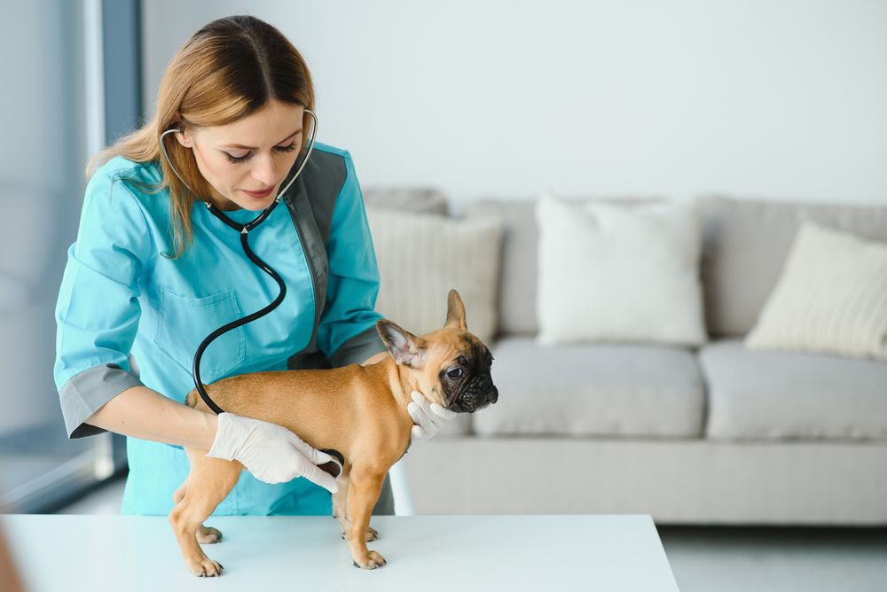 Why a Pet Health Certificate Matters
