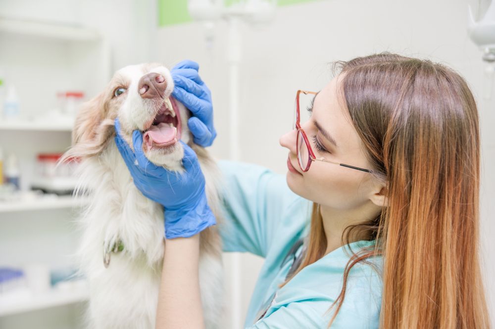 Risks of Poor Pet Dental Health