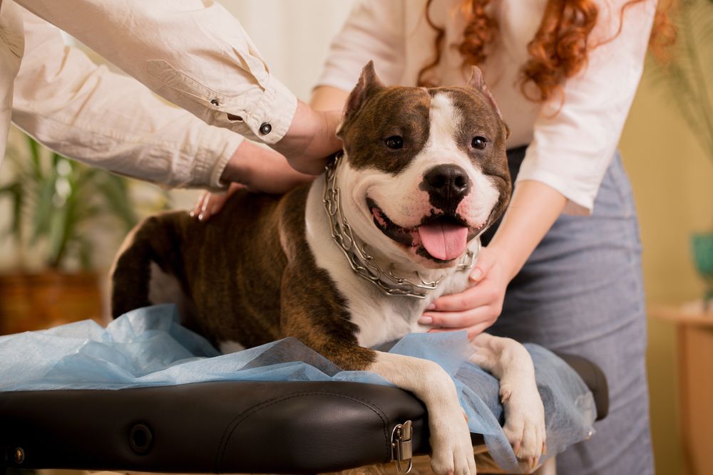 Why Bring Your Pets in for Routine Exams