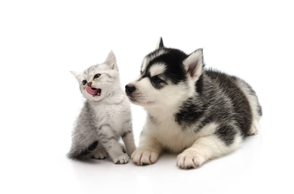 Preparing for a New Puppy or Kitten