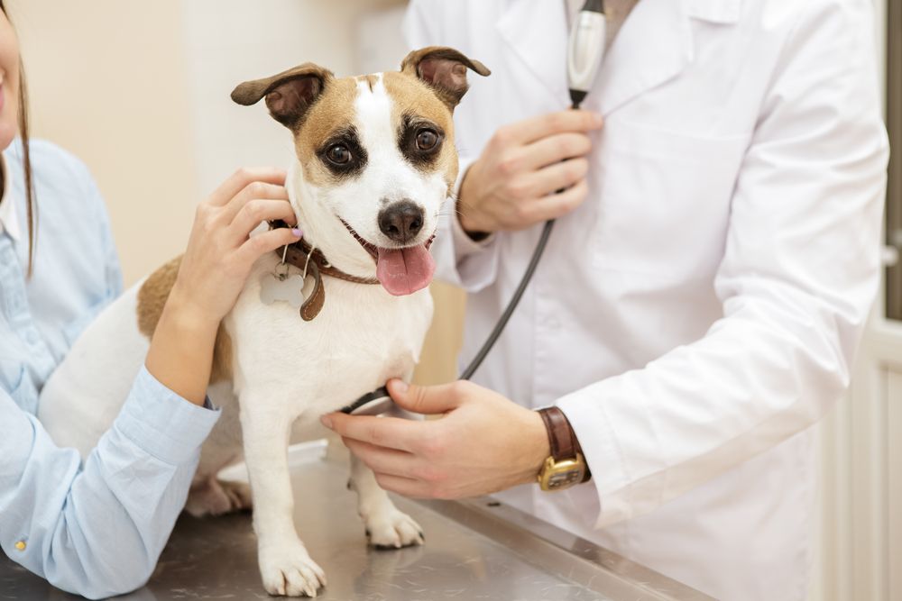 Importance of Vaccines for Pets