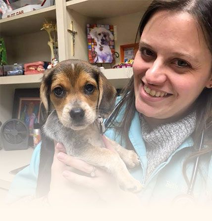 dog in a veterinary clinic