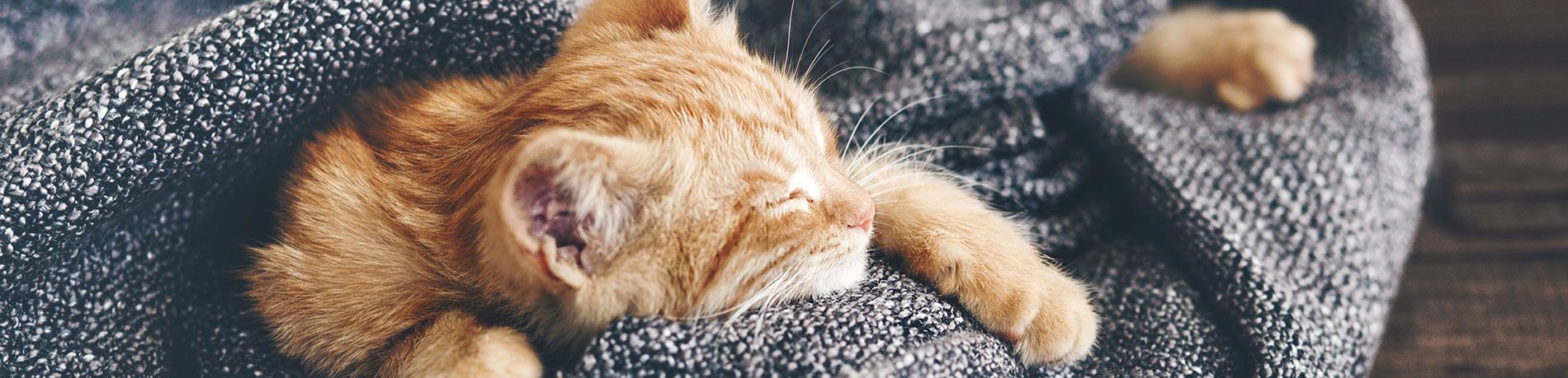 cat sleeping