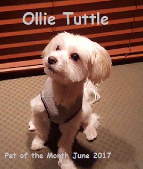 Ollie Tuttle