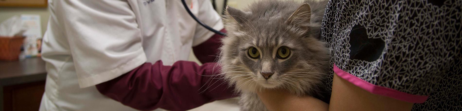 cat veterinarian checkup
