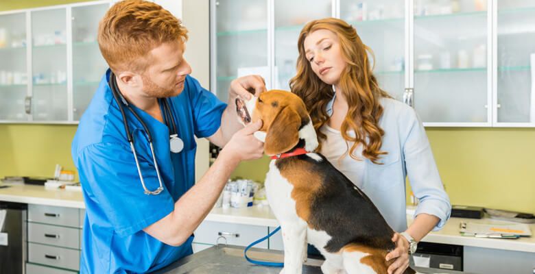 veterinarian and dog