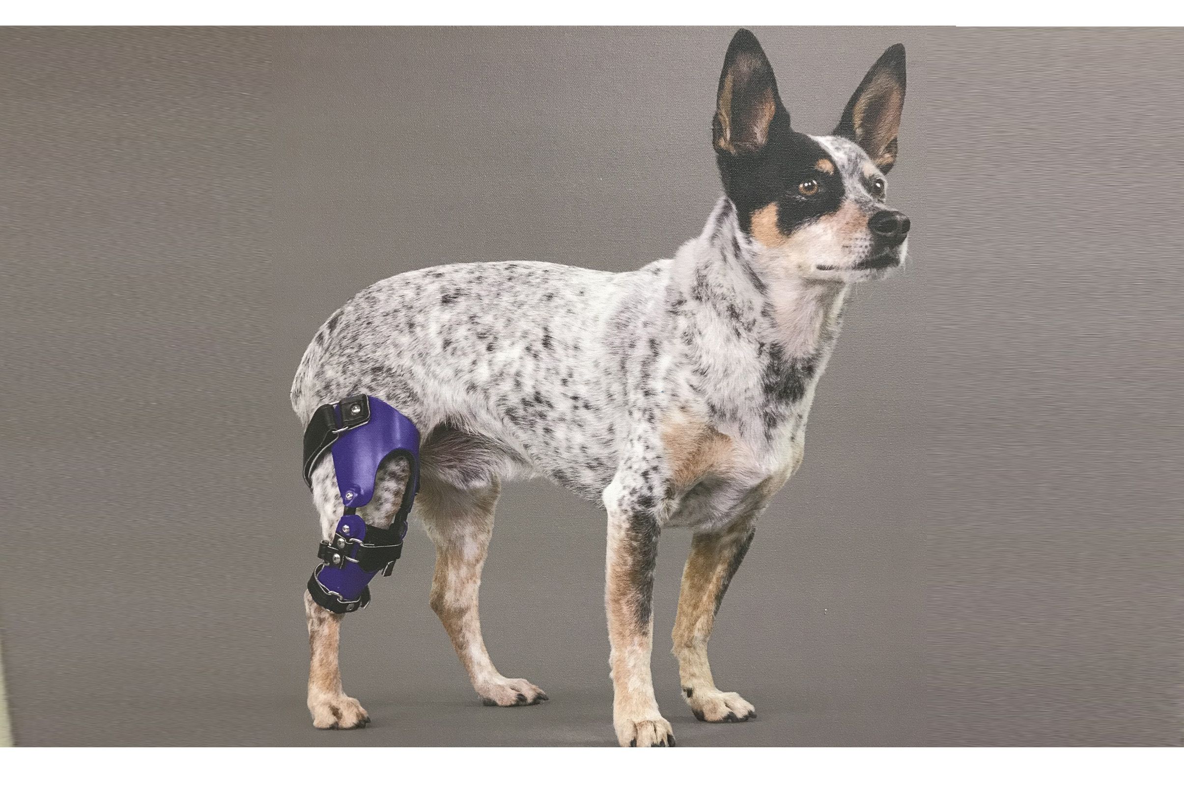 Orthotics & Prosthetics