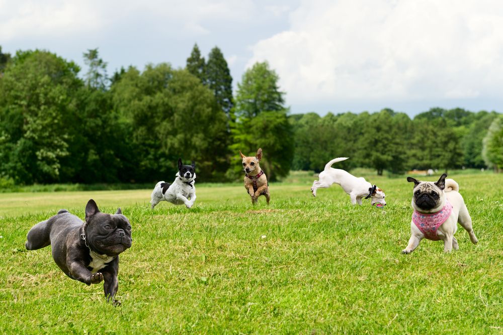 How Do I Get My Dog Ready for Boarding?