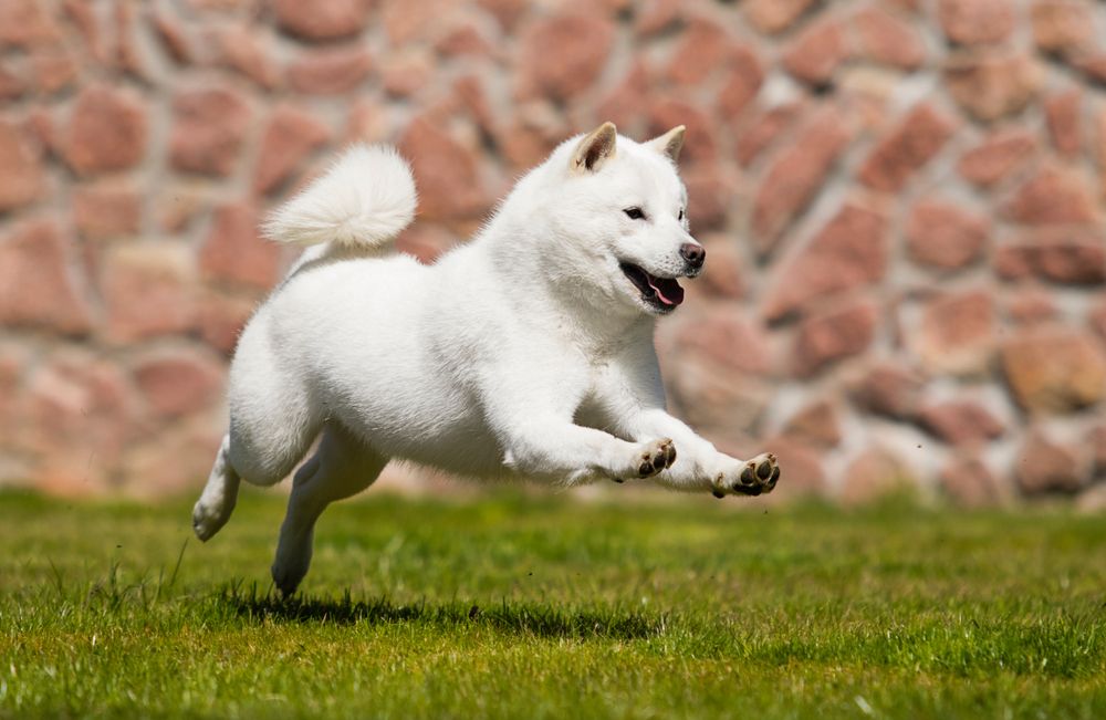 The Health Benefits of Regular Exercise: How Dog Daycare Keeps Pups Fit and Healthy