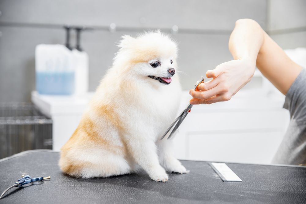 The Importance of Regular Grooming for Dogs with Skin Conditions