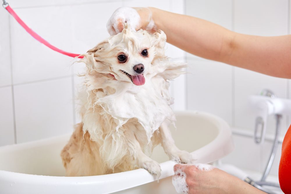 The Importance of Pet Hygiene: Understanding the Benefits of Regular Bathing