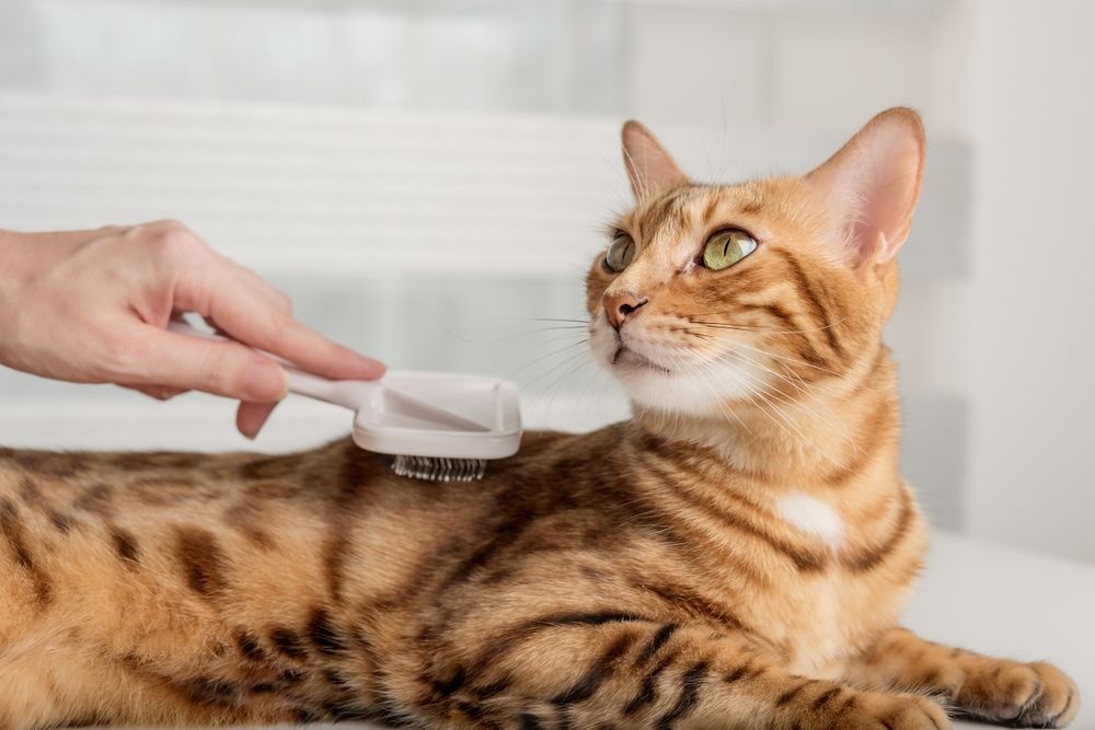 Understanding Your Cat's Coat: Factors Influencing Grooming Needs