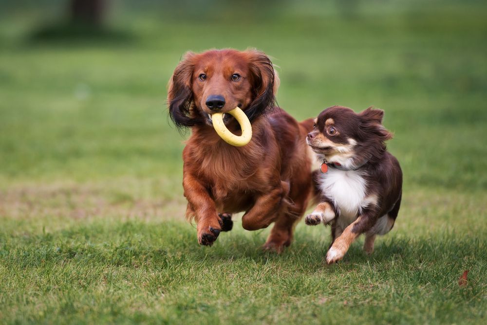 Making Doggy Daycare a Routine for Busy Pet Parents