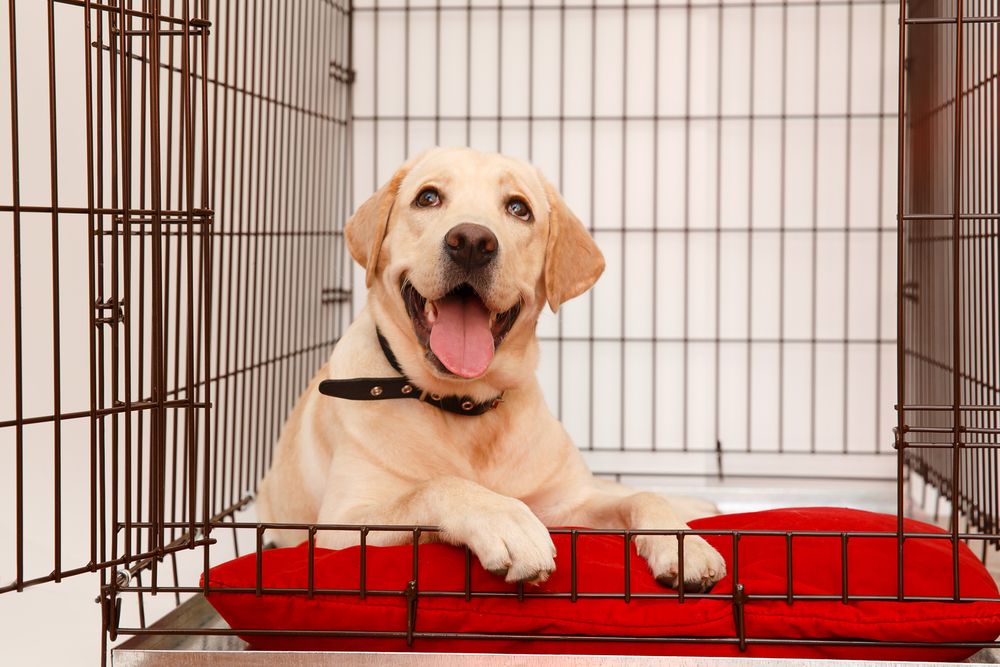 Tips for Personalizing Your Pet's Boarding Space