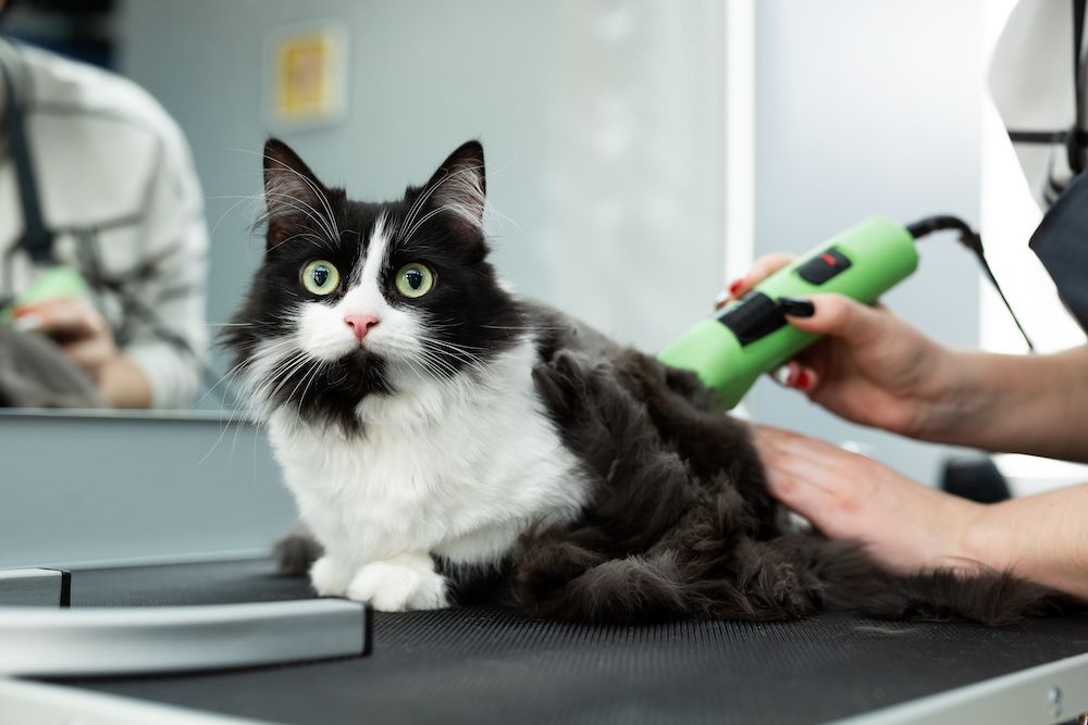 Professional Vs. At-Home Pet Grooming